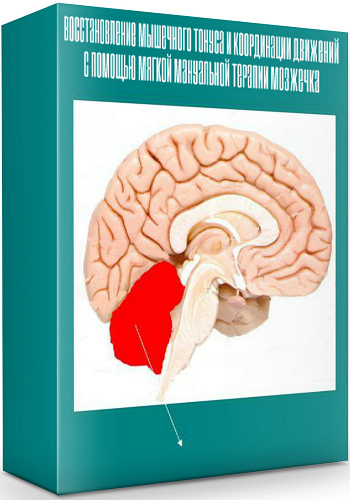 Восстановление мышечного тонуса и координации движений с помощью мягкой мануальной терапии мозжечка (2020) CAMRip