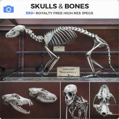 Photobash   Skull & Bones