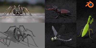 Blender 2.81 вЂ" Spiders and insects creation from scratch