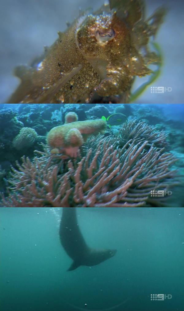 Worlds Greatest Animal Encounters S01E04 Marine Animals 1080p HDTV H264 CBFM