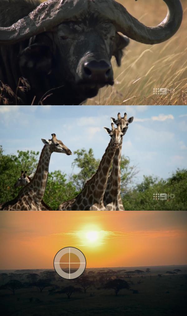 Worlds Greatest Animal Encounters S01E05 Grassland Animals 1080p HDTV H264 CBFM