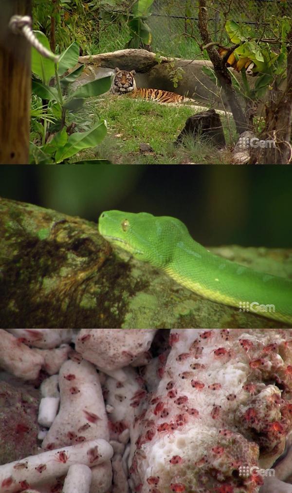 Worlds Greatest Animal Encounters S01E01 Jungle Animals 1080p HDTV H264 CBFM