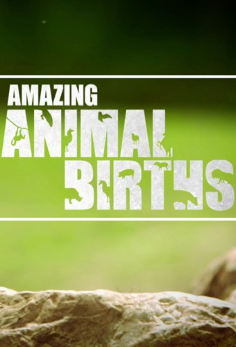 Amazing Animal Births S01E01 1080p HDTV H264 W4F