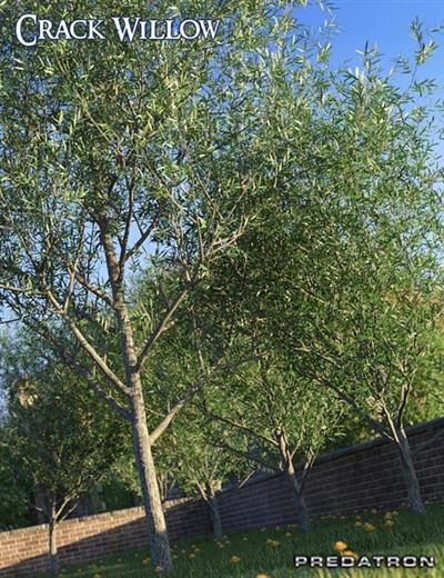 Predatron Crack Willow Trees