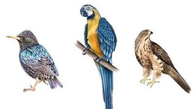 Learn how to draw  Painting birds  Parrots - Step By Step