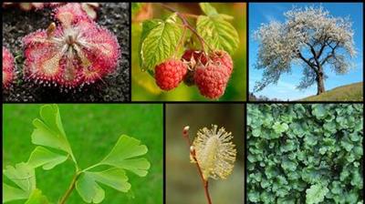 Diversities of Plants