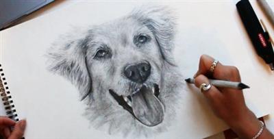 How to Draw Realistic Pet Portraits Dogs